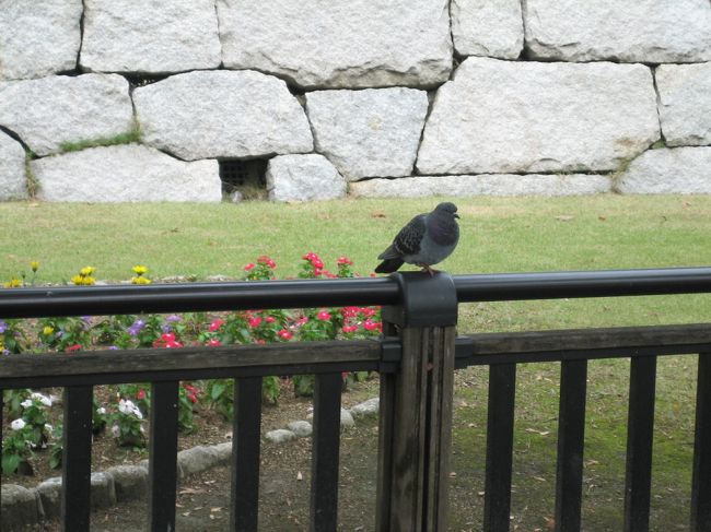 弁天町駅から大阪城に向かってます。鳩が銅像のように不動でした。