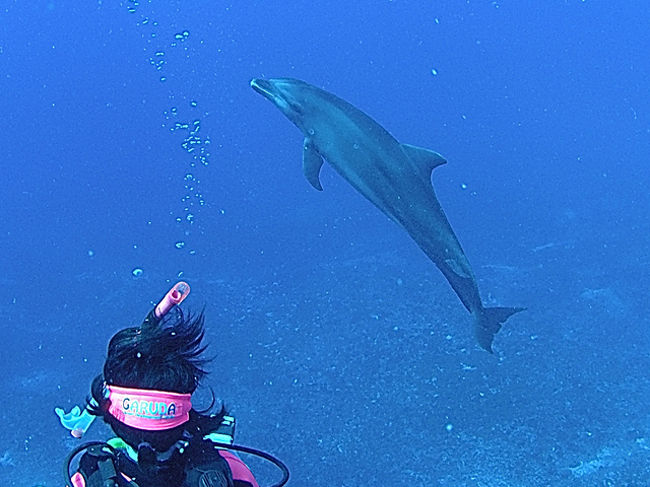 突然、イルカが出現します。スキューバでも一緒に遊んでくれます。