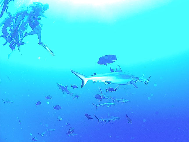 ランギロアにいる魚と言えば、『サメ』です。