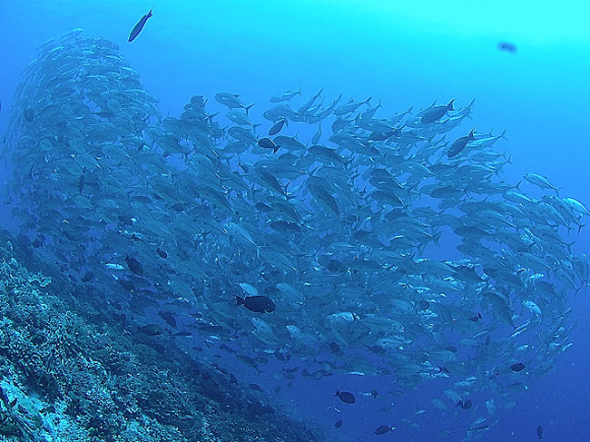 アジ玉は、アバトルパスで見れます。通常は、ティプタパスをダイビングしますが、濁りが入ってきて透明度が落ちたためアバトルパスへ行きました。