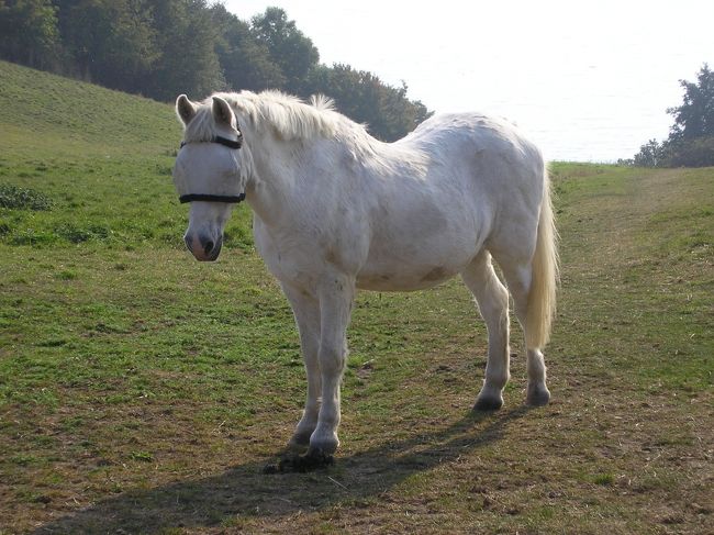 なぜか目隠しをしている馬