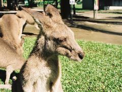 【ケアンズ動物園】