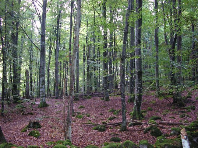 Bromella からAxeltorpまで行きコースに入ります。前半はひたすら森でした。