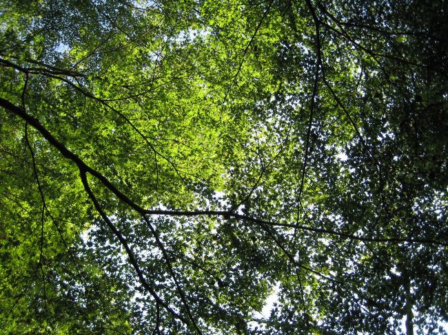 清水の舞台横の降りる階段。立ち止まり、見上げる。いろんなストーリーや空気を想像する、なんだかすごくかき立てられる。昔から、この階段では沢山「京都」を見つけることが出来る。私の追い求める、陶酔したい、「京都」を。