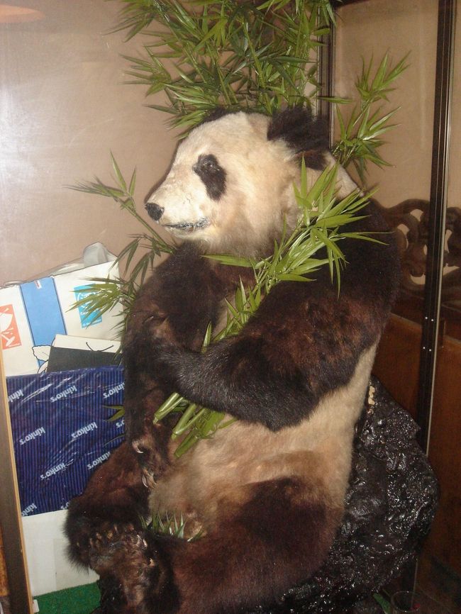 そこのうなぎやさんでは、なぜかパンダの剥製が。<br />なぜ？