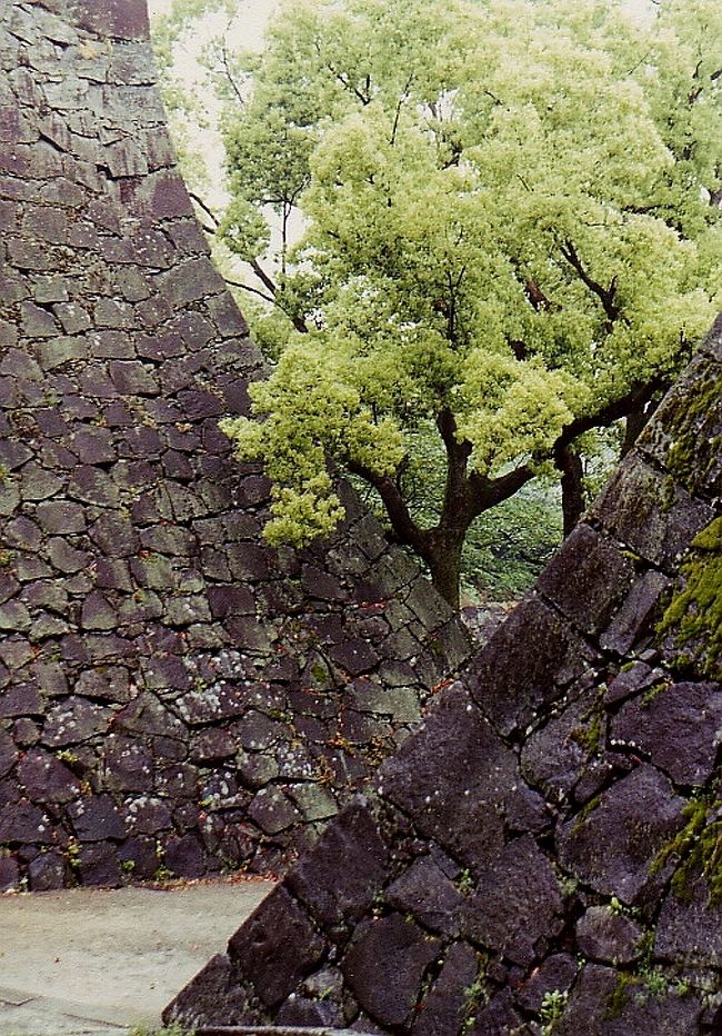 新緑の中の熊本城、石垣が見事。