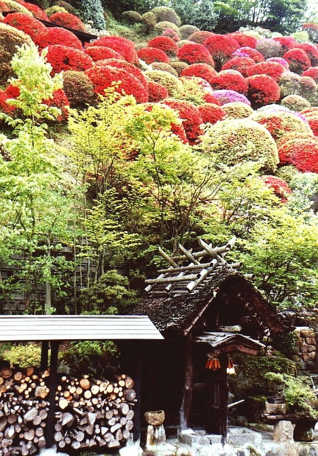 別の角度から、見事なつつじを見る。