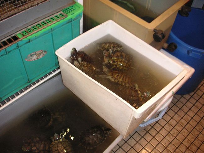 あった、スッポン！<br />ほんとに家庭で食べてるのか〜！？