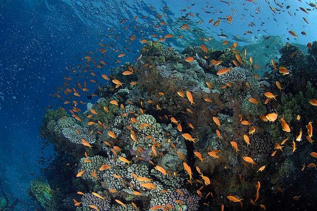 ティラン方面は、午前中風が強く吹くことが多いようです。水中は、Jewel fairy basslet の群れだらけです。