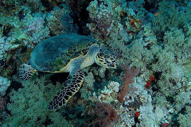 カメはいたるポイントでフレンドリーに迎えてくれます。