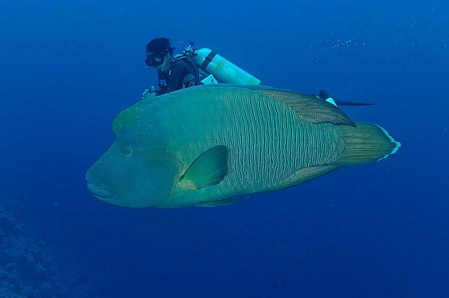 今回の中でお気に入りの１枚です。固体も大きくなんといっても綺麗なナポレオン君んです。