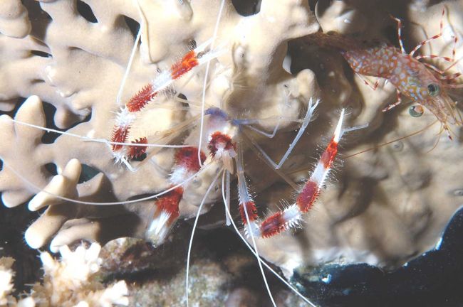 Banded Boxer shrimp(night)　
