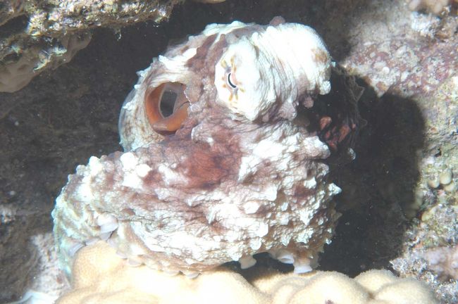 Big red octopus(night)