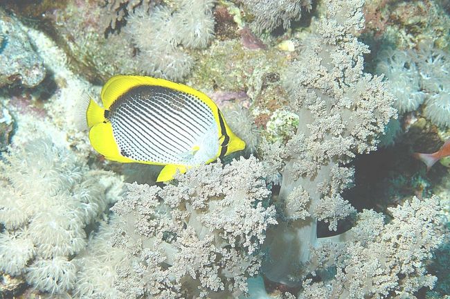 Blackbacked butterflyfish