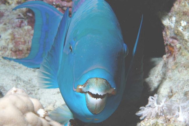Bluebarred parrotfish(night)