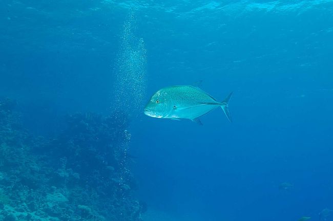 Bluefin trevally　ハッキリ言って大物の海ではありません。癒し系の海でのアクセントっていった感じです。
