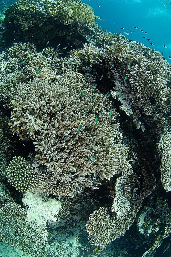 Bluegreen puller　薄い青緑色の綺麗な魚です。