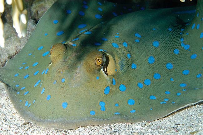 Bluespotted stingray