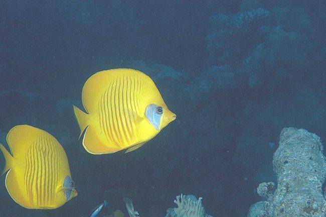 Masked butterflyhish　紅海と言えばこの魚でしょう。