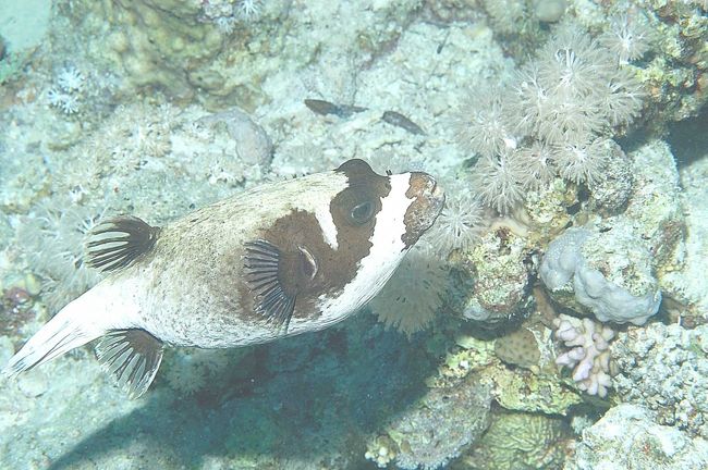 Masked puffer　実に好い配色をしています。