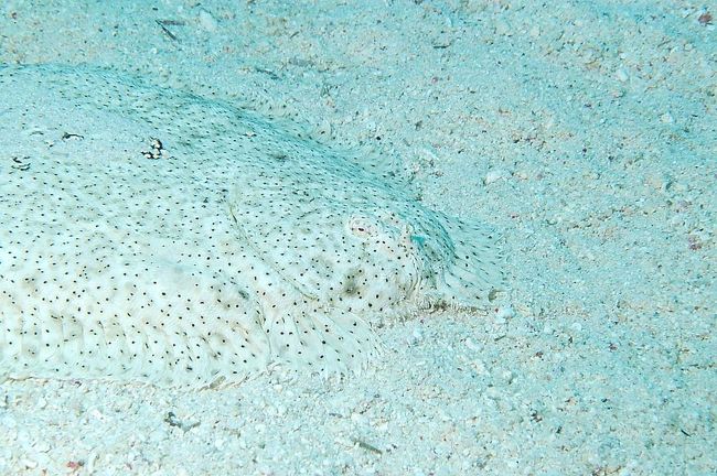 Moses sole　モーゼのスリッパ？