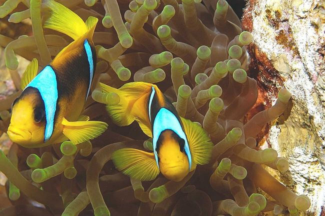 Red Sea anemonefish　紅海にはこのクマノミしかいません。