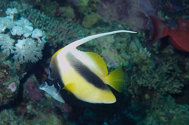 Red Sea bannerfish
