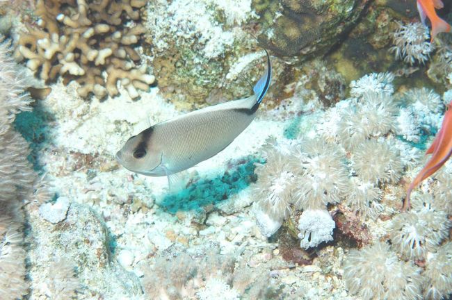 Lyretail angelfish(f)