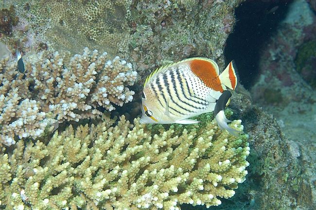 Redback butterflyfish