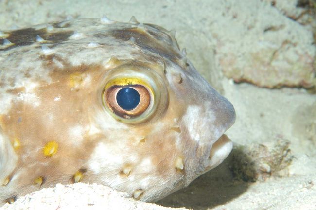 Orbiculate burrfish