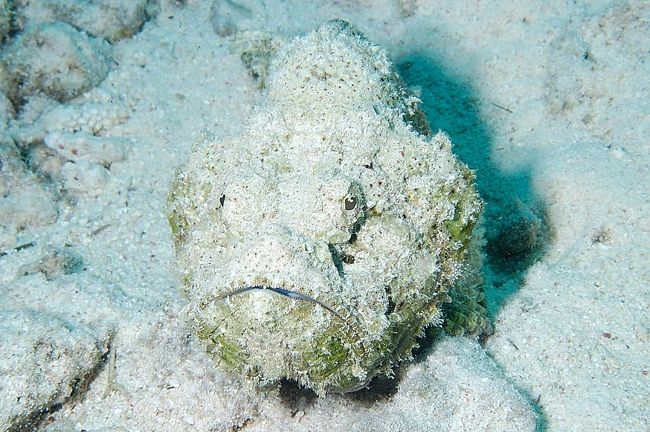 Stonefish