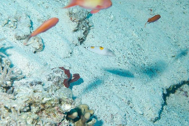 ClwonNsand wrasse(y)