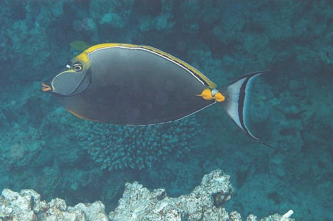 Orangespine unicornfish