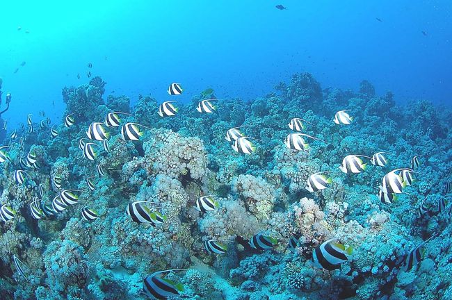 Schooling bannerfish
