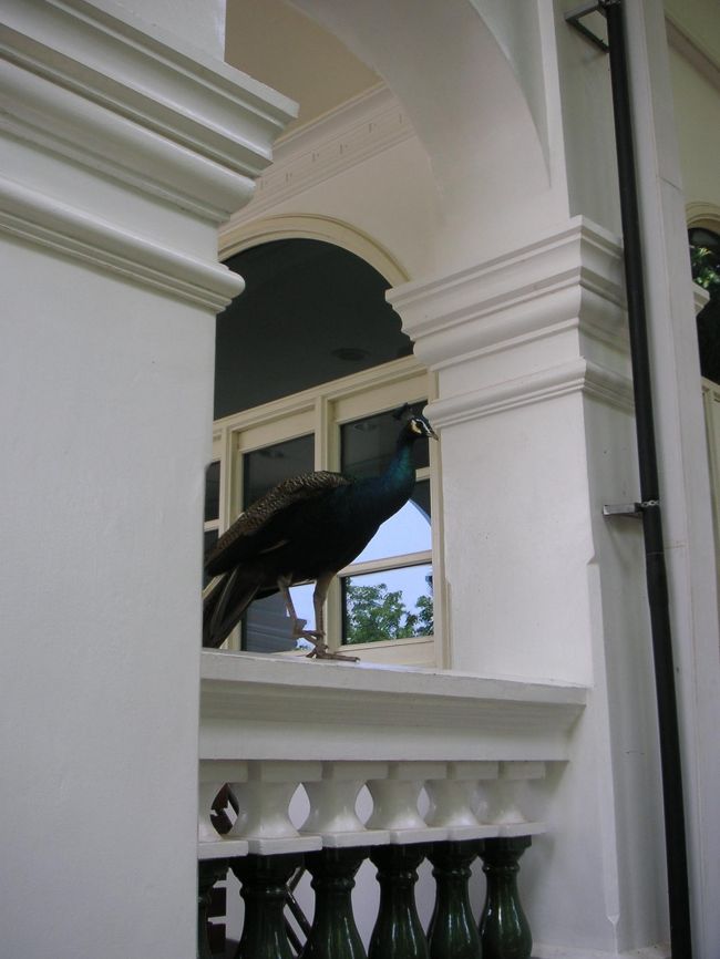 マーライオンの近くで孔雀を発見！<br />でもケーブルカーの駅前にも普通に孔雀、歩いてました。<br />野生？