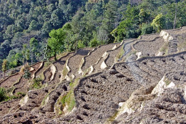 カトマンズから２０?ほど離れたところ。<br />ネパールは何処へ行っても段々畑が見られます。<br />坂が急なため幅が狭いのが特徴