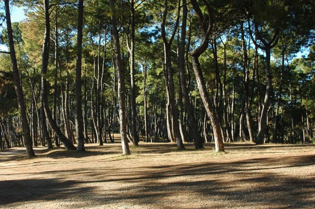 皆さんは途中で下りて山頂までハイキング。<br />私はこのあたりから体調が崩れ、上まで車。<br />頭痛、寒気、喉の痛み、鼻水、脱力感。<br />景色は松林のみだったらしいです。