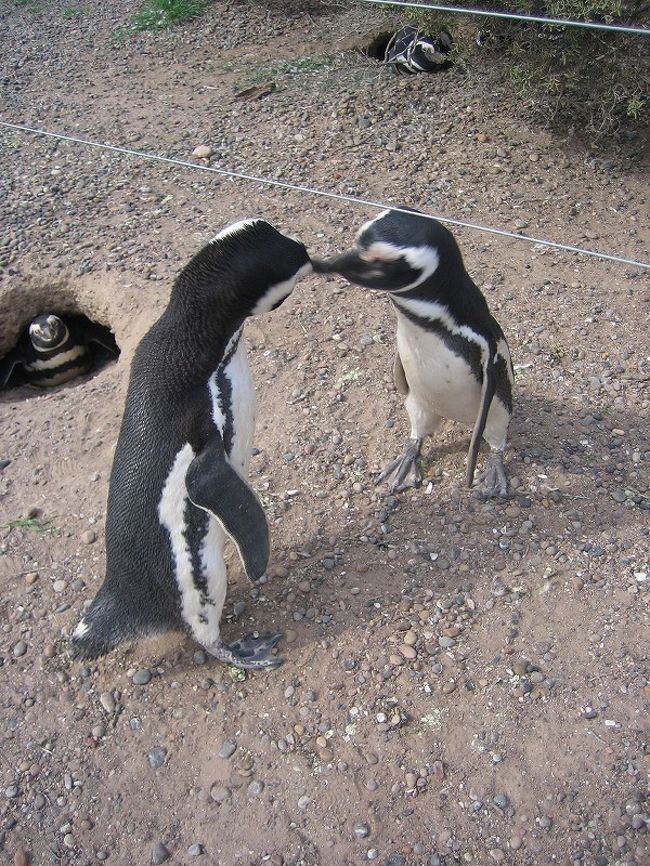 KISSしてるの？<br />いえいえ、これは喧嘩中!!<br /><br />かわいい顔して、実は凶暴なペンギンたち！<br />