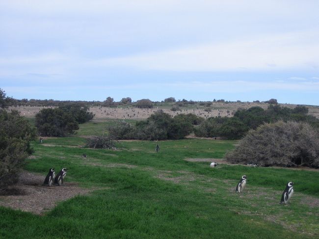 こーんなにいっぱい一面にいます。<br /><br />拡大していただく見える、遠景に写っている黒白の、ごま塩のようなもの。<br />それは全部ペンギン！<br /><br />その数の多さは、写真ではお伝えできない程。