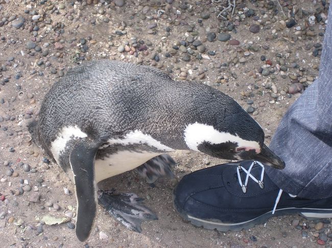 JULIの靴ひもをつんつん。<br /><br />ペンギンのくちばし、かなり鋭いです！<br /><br />指を差し出してくちばしに挟まれると、そのままひねってグキッとやられるそうなので、触ることは禁止されています。<br />