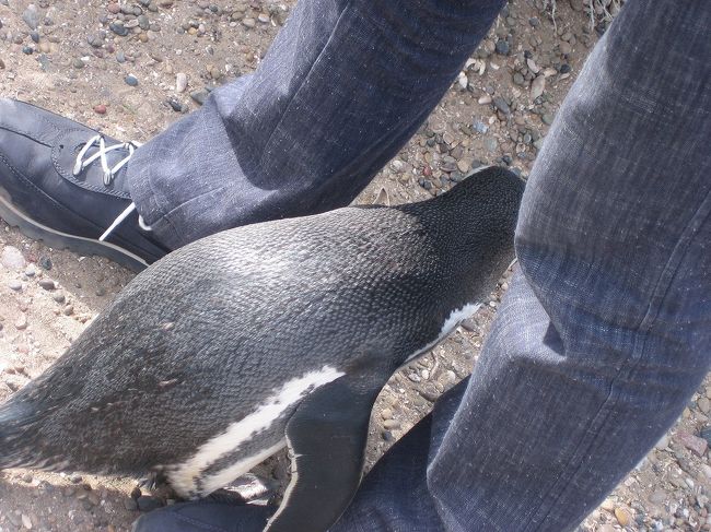 靴紐で遊んだ後は、両足の間を通り抜けようとしています。