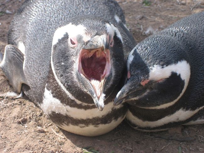 グワァ〜　グワァ〜と鳴いています。<br />