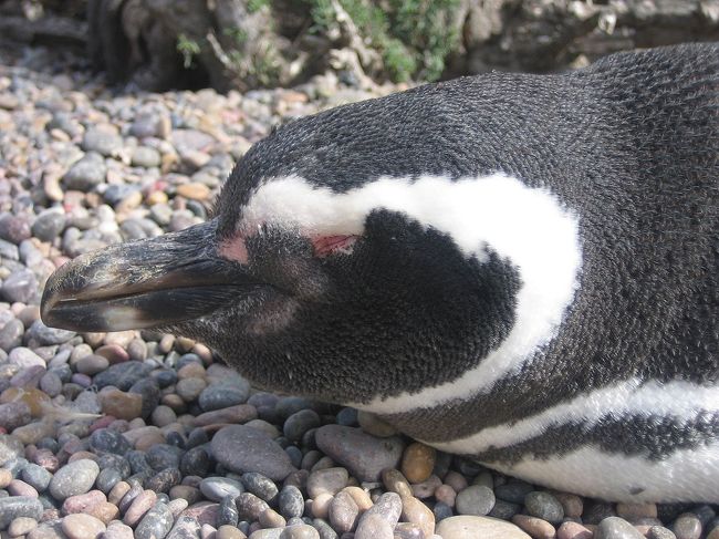 眠るペンギン