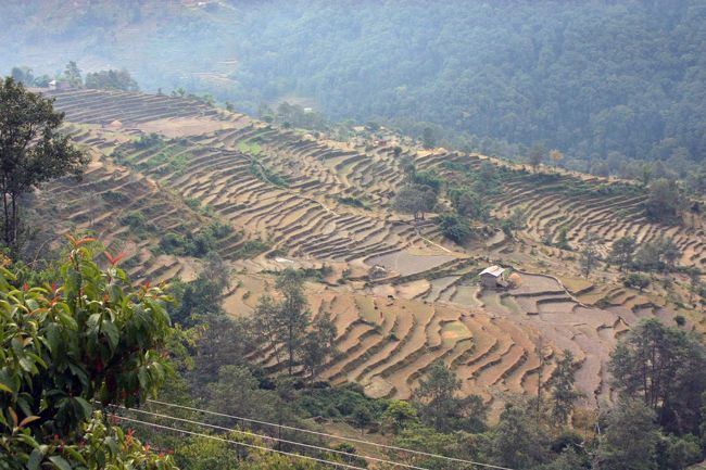 ほとんどが農家。<br />ここの人たちも、野菜を持ってポカラの新しいバザールへ商売に行きます<br />山を利用した段々畑で、豊富な野菜が作られるが、傾斜や高低を考えると大変な重労働ですね