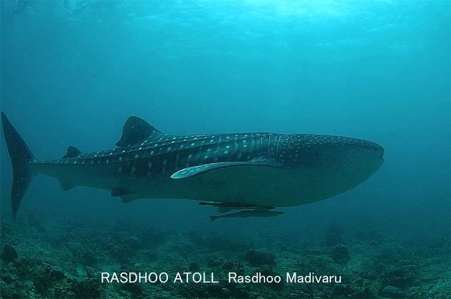 モルジブと言えばジンベイ君です。