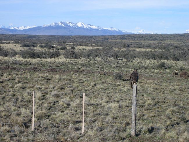 カラファテ氷河に行くまでの中、珍しい鳥を発見！<br /><br />