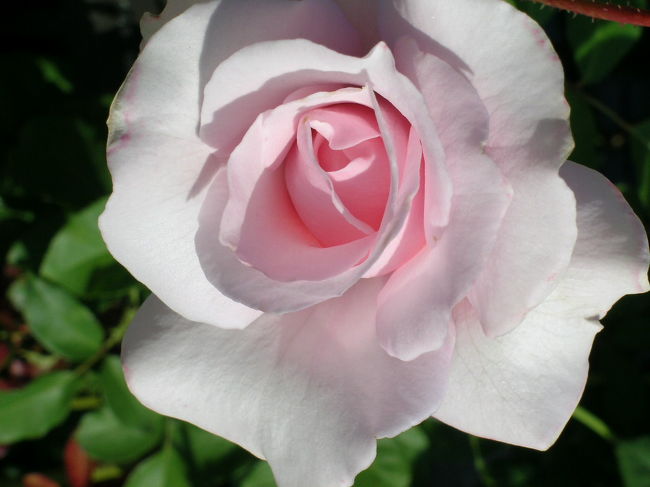 秋の陽に咲くバラの花耀きて