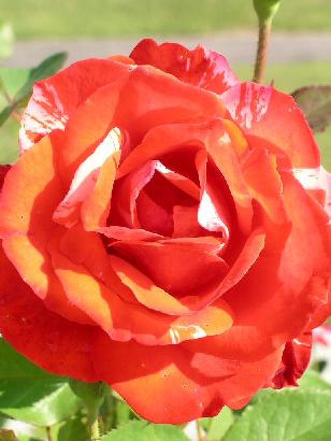 バラの花色と香りの競い合い