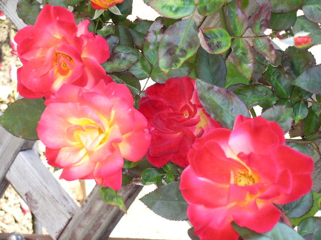 次々と咲きたるバラや日々楽し