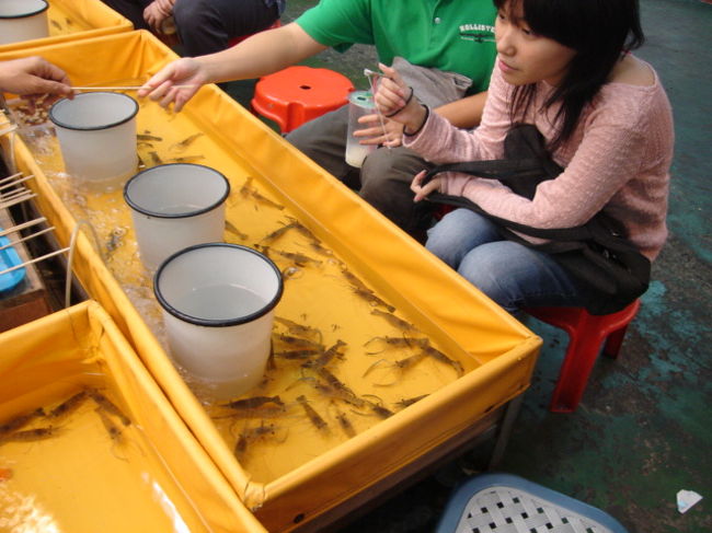 こちらは金魚釣りじゃなくてえび釣り！<br />食べるのかなぁ…